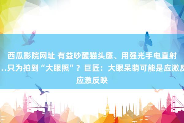 西瓜影院网址 有益吵醒猫头鹰、用强光手电直射……只为拍到“大眼照”？巨匠：大眼呆萌可能是应激反映